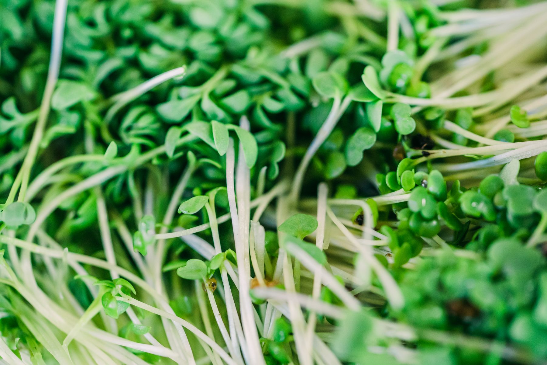 A close-up of vibrant green microgreens